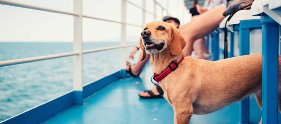 Animali a bordo